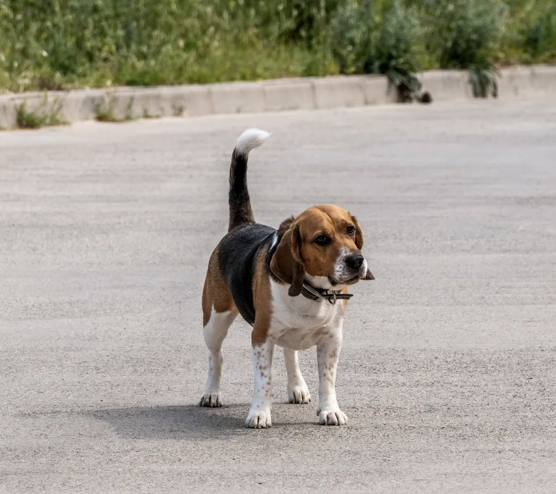 Small Beagle walking on a road, side view