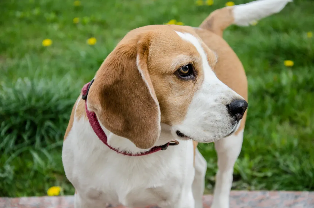 Taller Beagle standing on grass with a pink collar