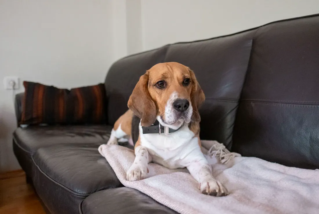 Tricolour Beagle lying on a leather sofa