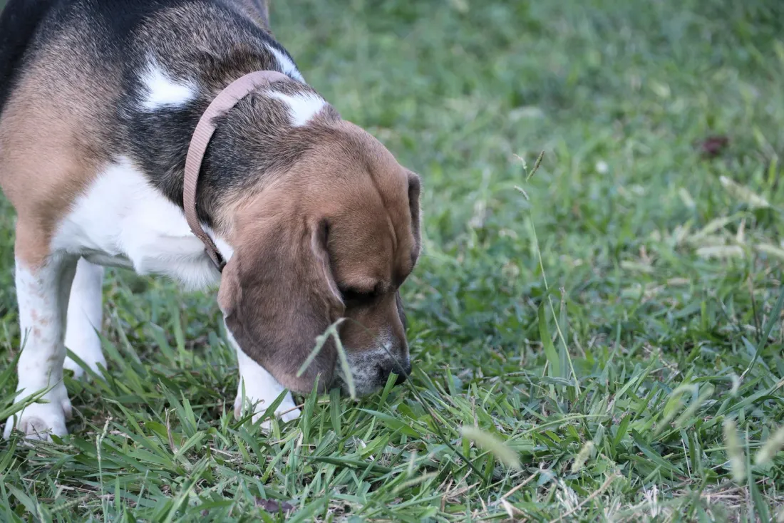 Tricolour Beagle with its nose down in grass, following a scent