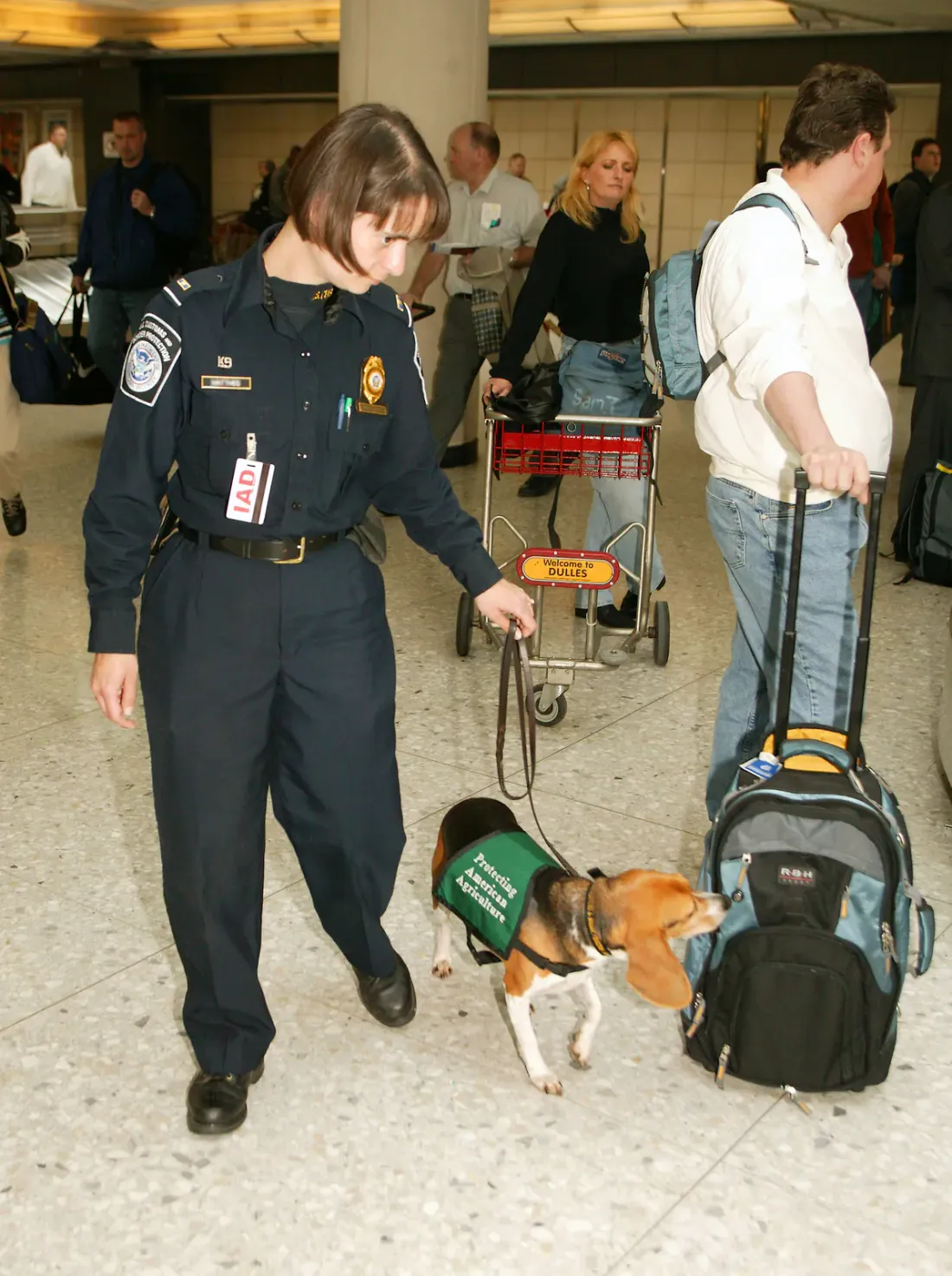 Beagle in a green detector dog jacket working with an officer in an airport