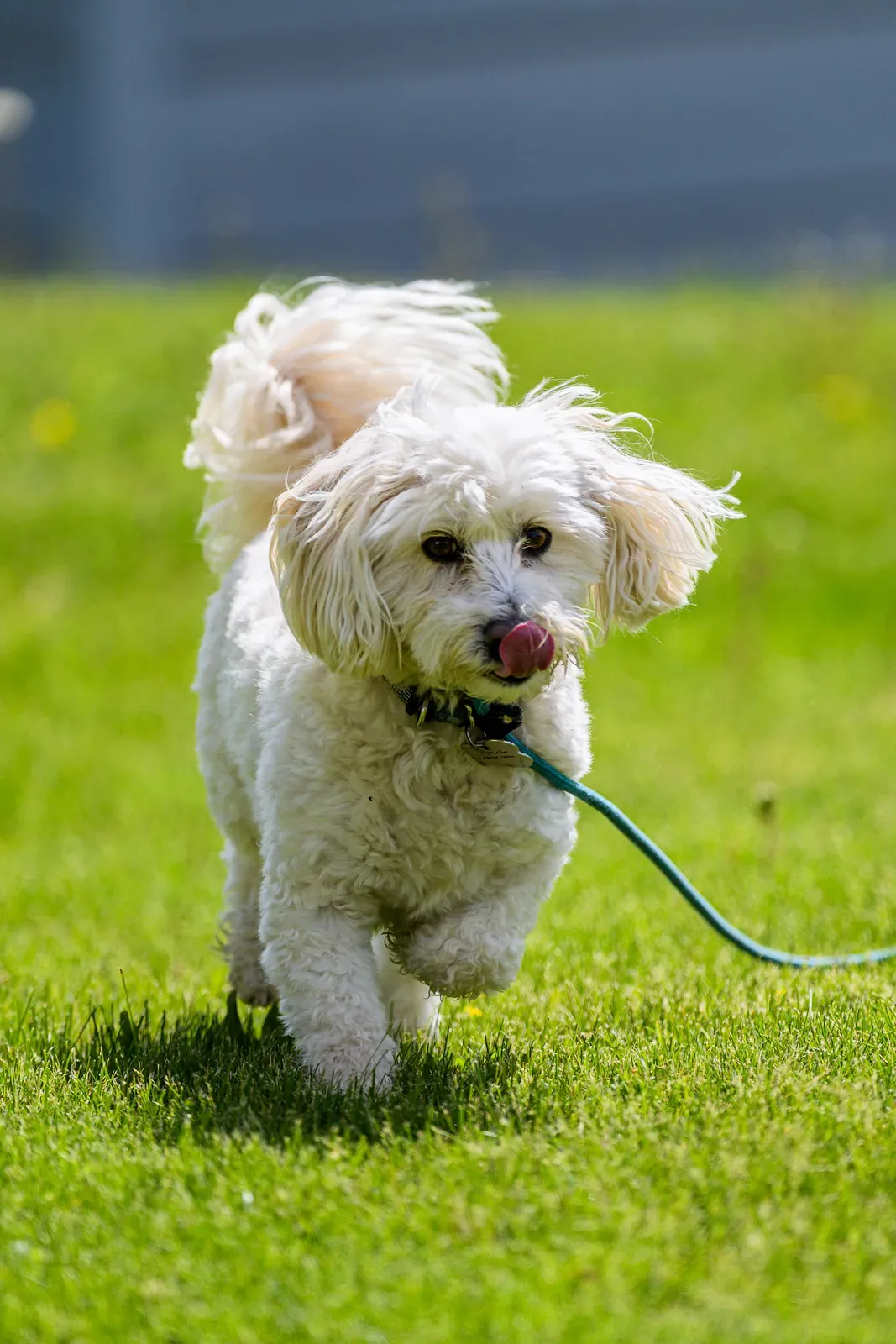 Bichon Frisé running on grass on a leash with ears flying