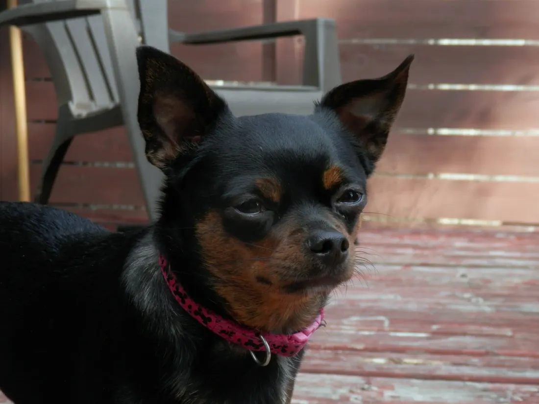 Black and tan smooth coat Chihuahua in three-quarter view