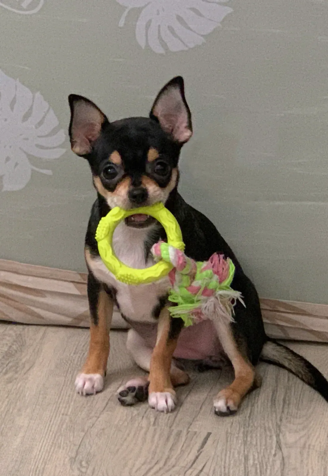 Five-month-old black and tan Chihuahua sitting