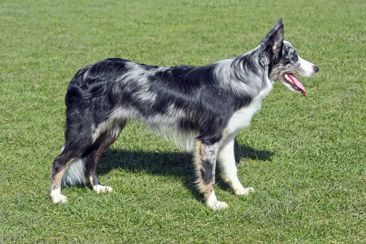 Blue merle Border Collie standing, side view