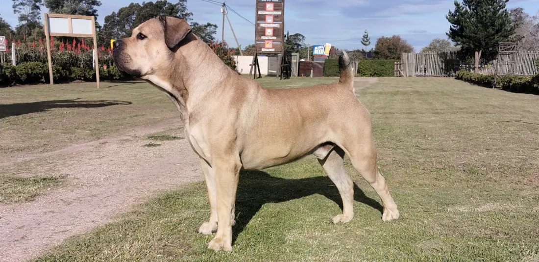 Fawn Boerboel standing on grass, side view