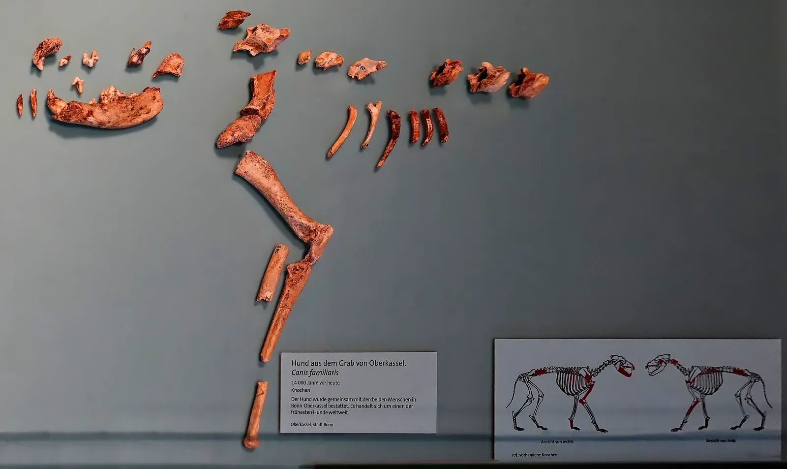 Bones of the Bonn-Oberkassel dog on museum display, with a skeleton diagram