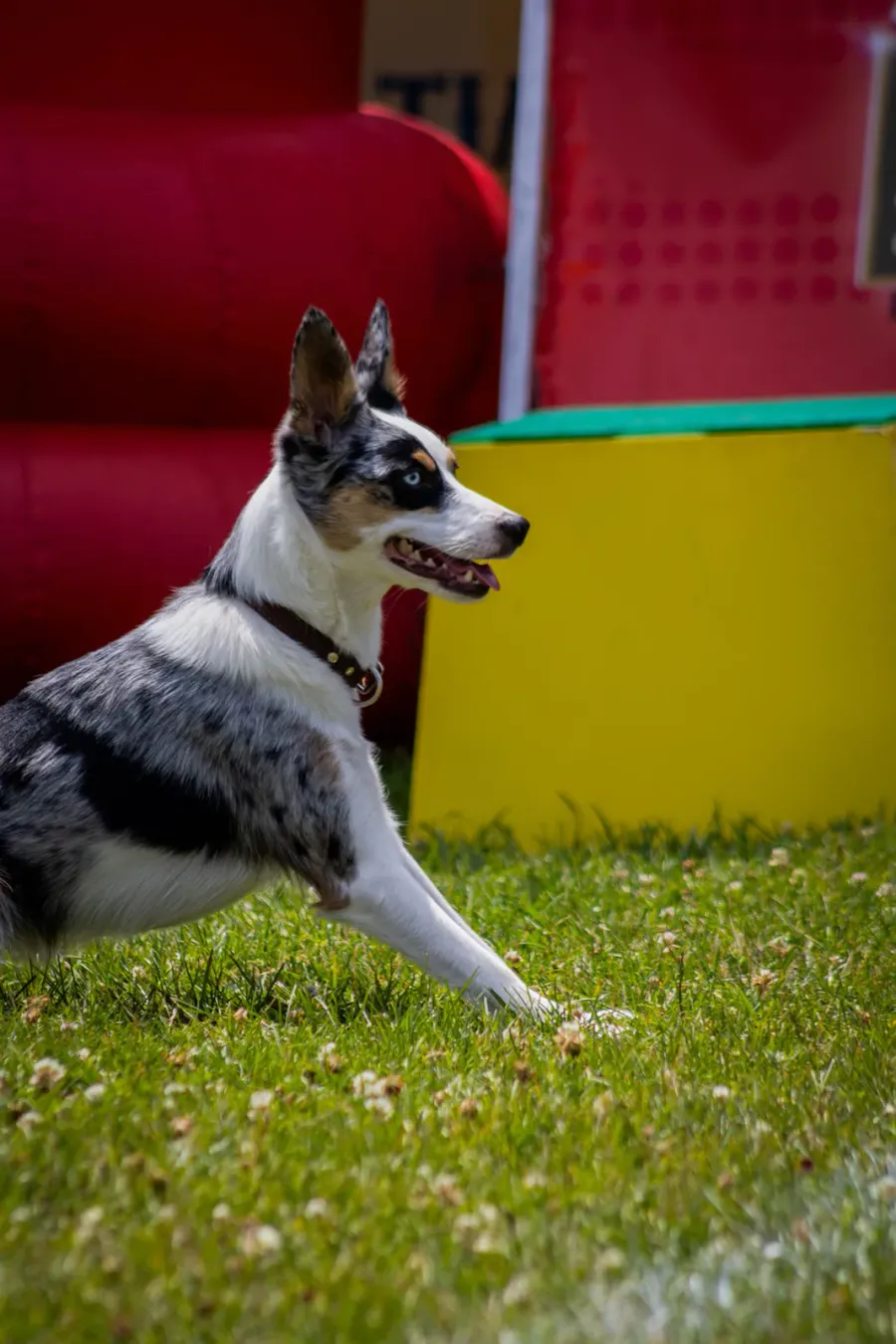 Blue merle Border Collie running on grass