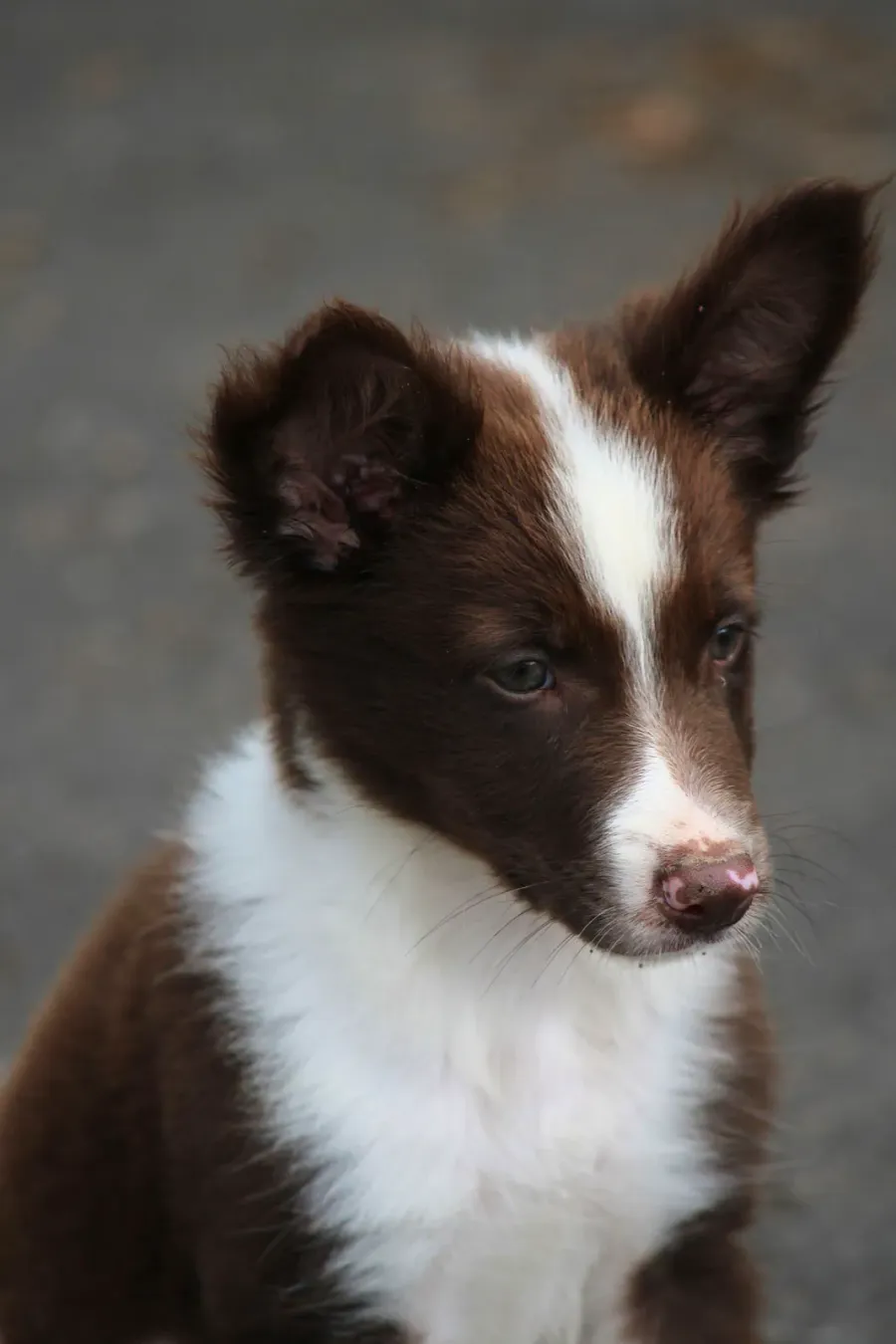 Red and white Border Collie puppy, head portrait