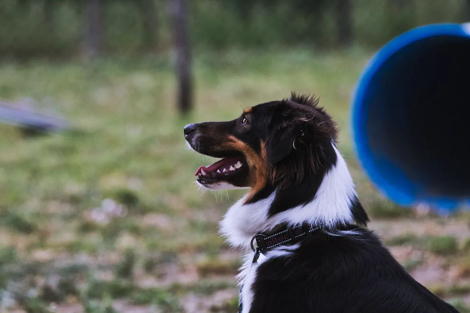 Attentive Border Collie looking up at its trainer, mouth relaxed