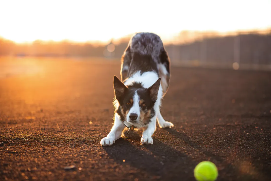 Border Collie crouched low, staring fixedly at a tennis ball