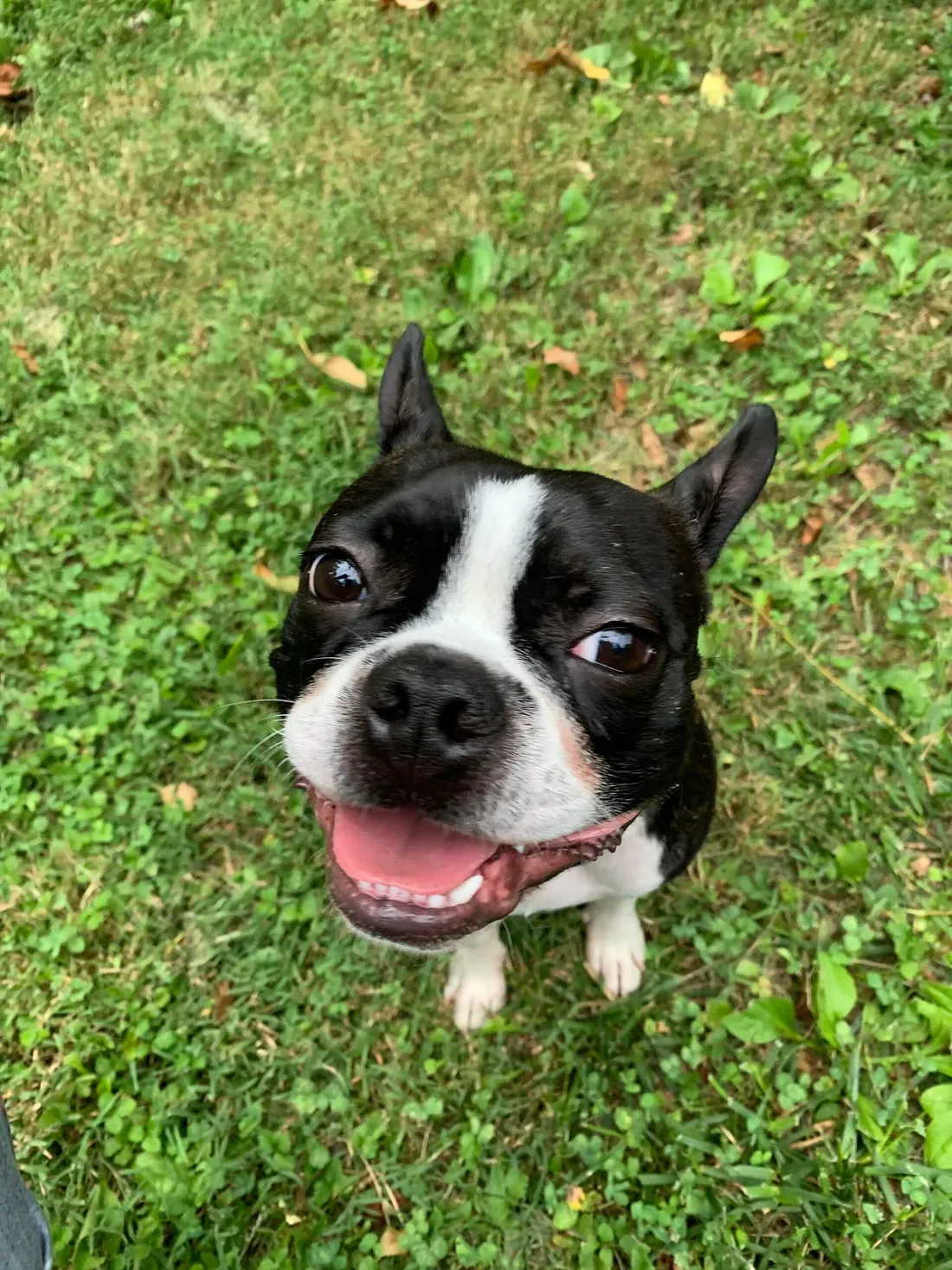 Boston Terrier sitting on grass