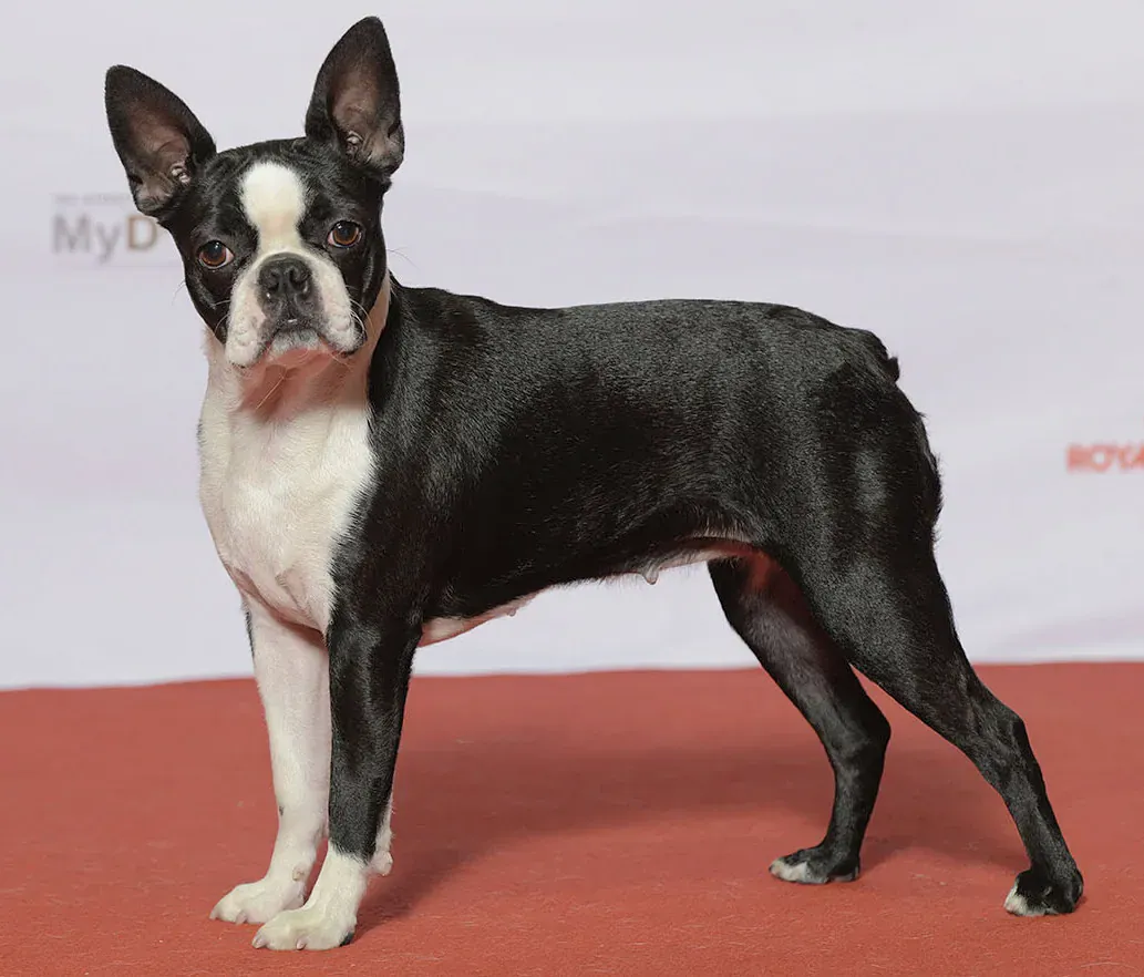 Black and white Boston Terrier standing side-on on a red floor