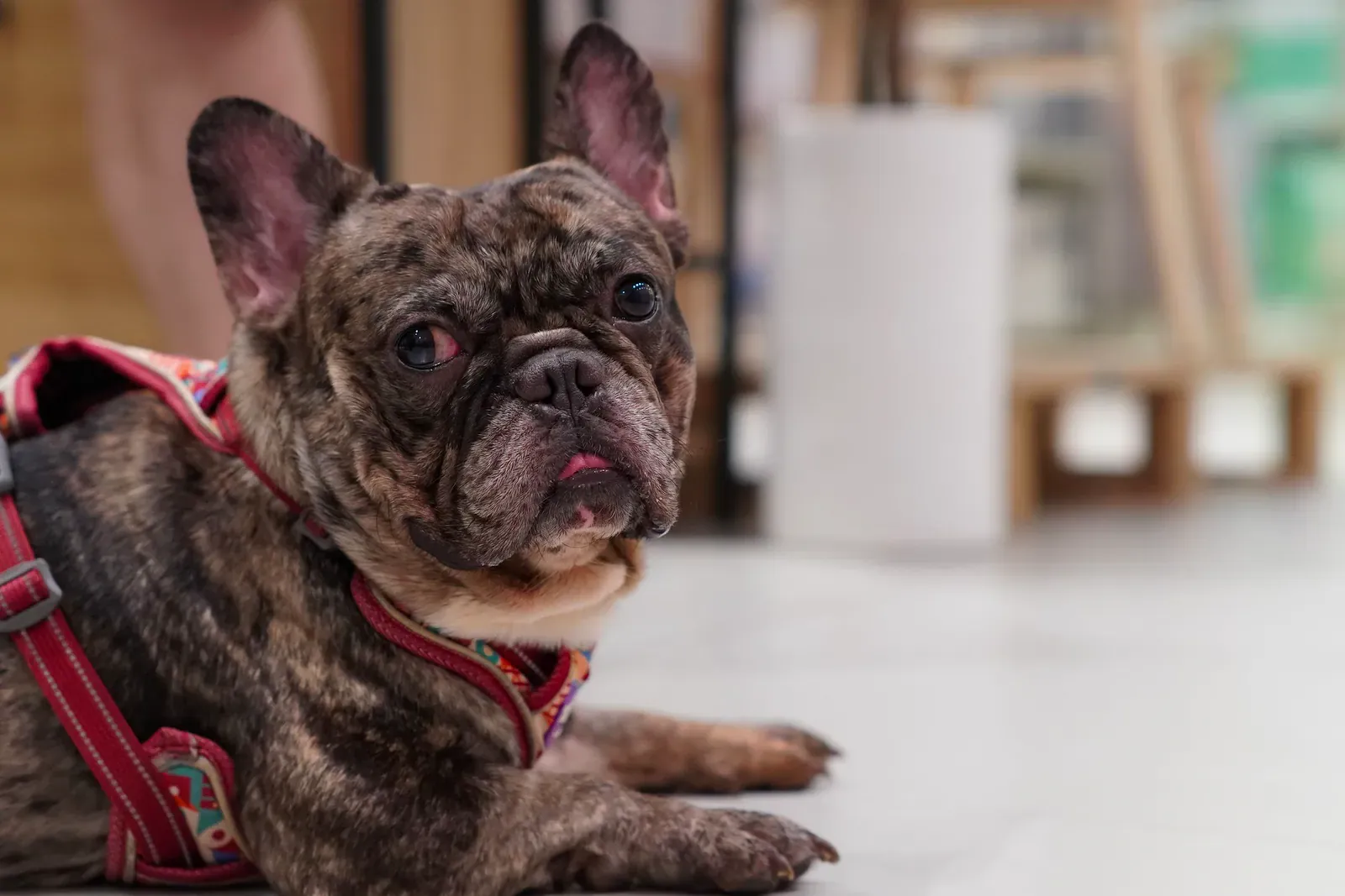 Brindle French Bulldog standing side-on on grass with upright bat ears