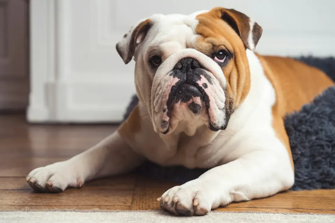 Bulldog lying on a wooden floor