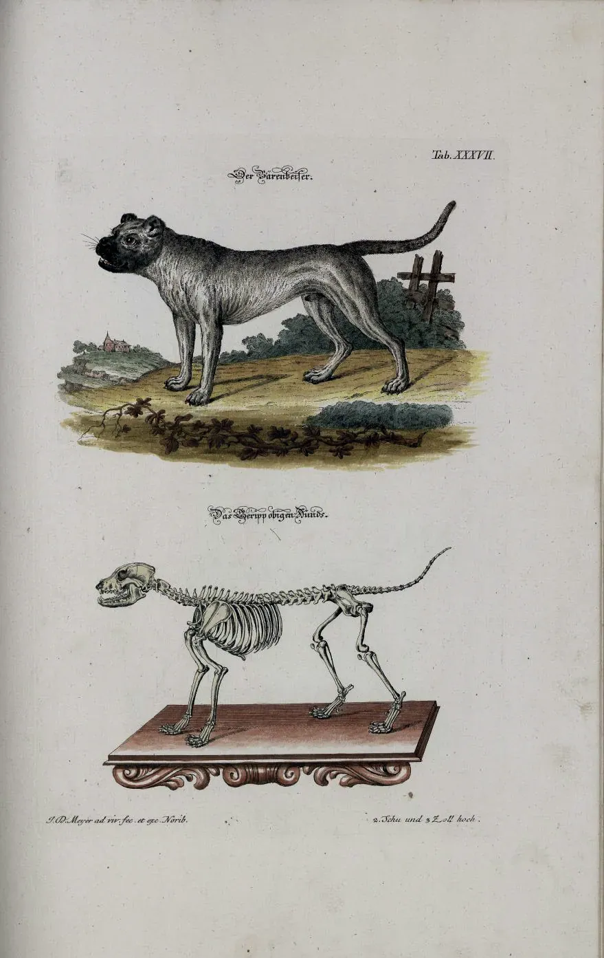 Old print of a Bullenbeisser with its skeleton below
