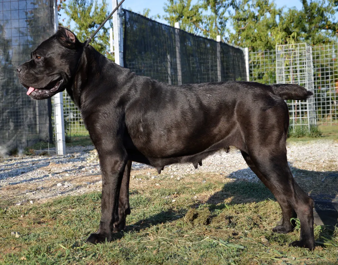 Black Cane Corso standing in side view with natural uncropped ears