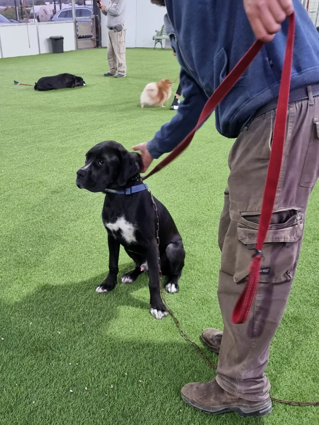 Black Cane Corso puppy sitting on grass on a red lead beside its handler