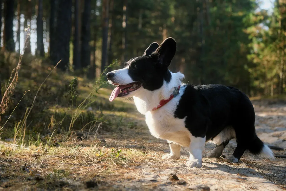 Black and white Cardigan Welsh Corgi standing in side view in a forest
