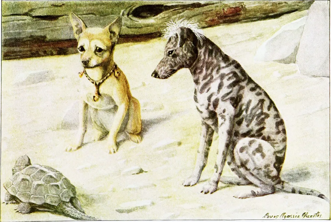 Chihuahua sitting beside a Mexican hairless dog, plate from The Book of Dogs, National Geographic Society, 1919