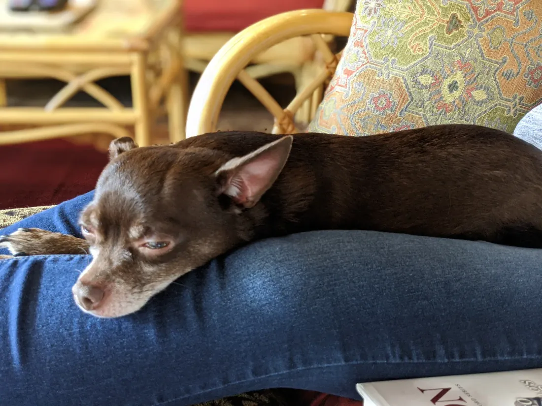 Chihuahua resting calmly on its owner's lap on a couch