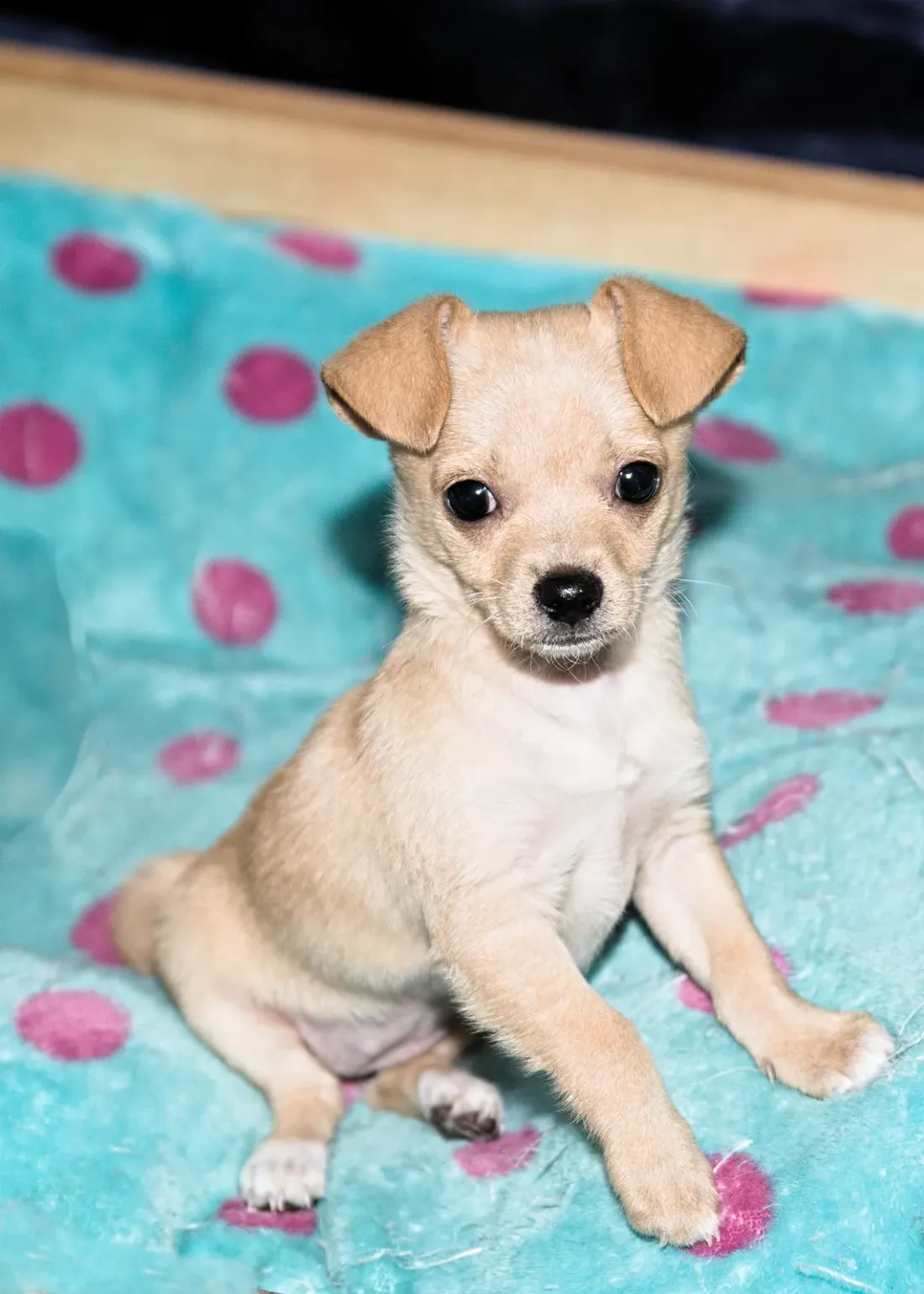 Chihuahua puppy sitting on a blue blanket