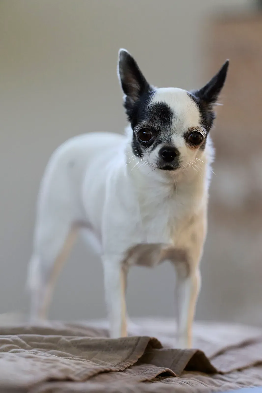 White smooth coat Chihuahua with a black eye patch standing on a plain floor
