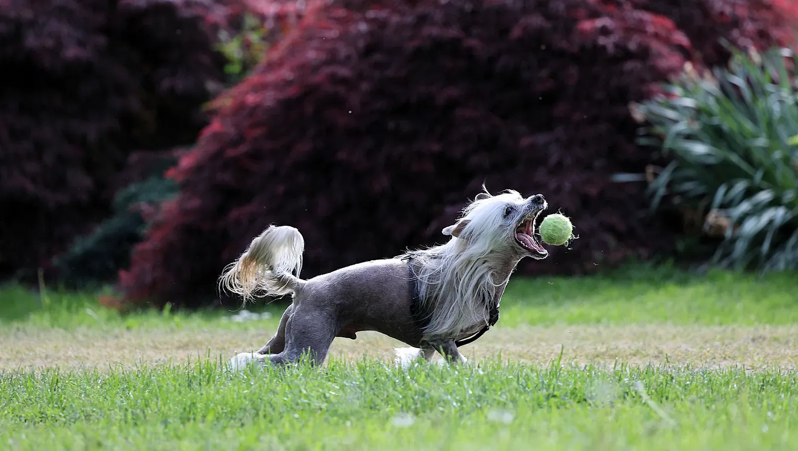 Chinese Crested Dog