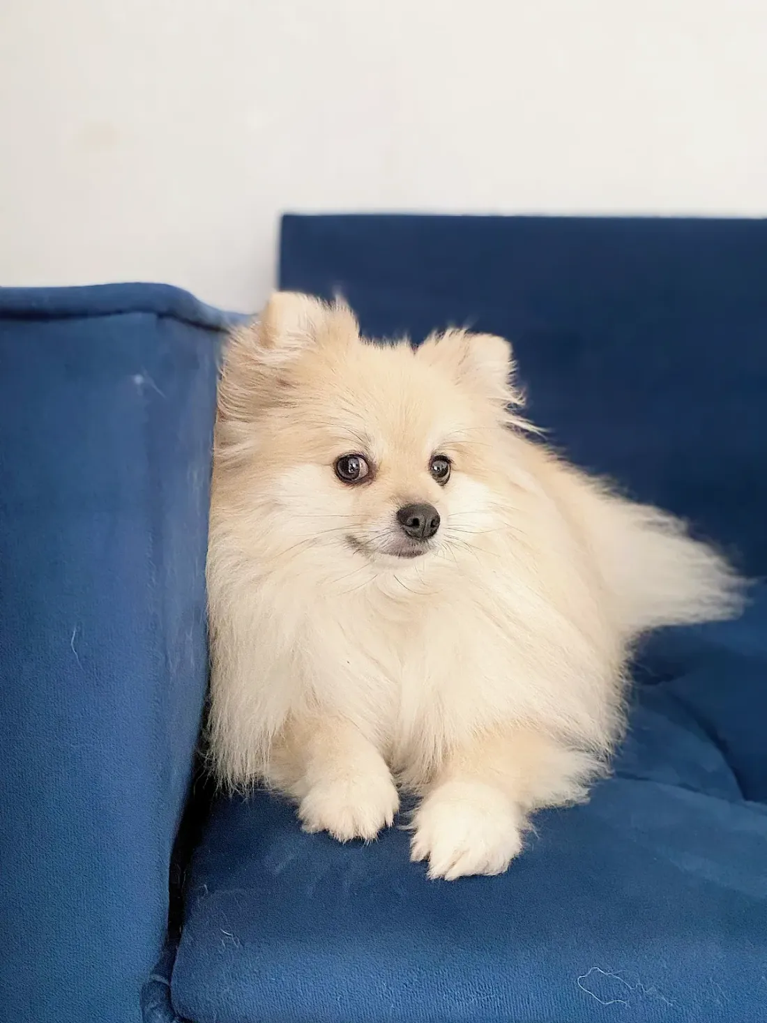 Cream Pomeranian lying in side view on a blue sofa, full coat visible