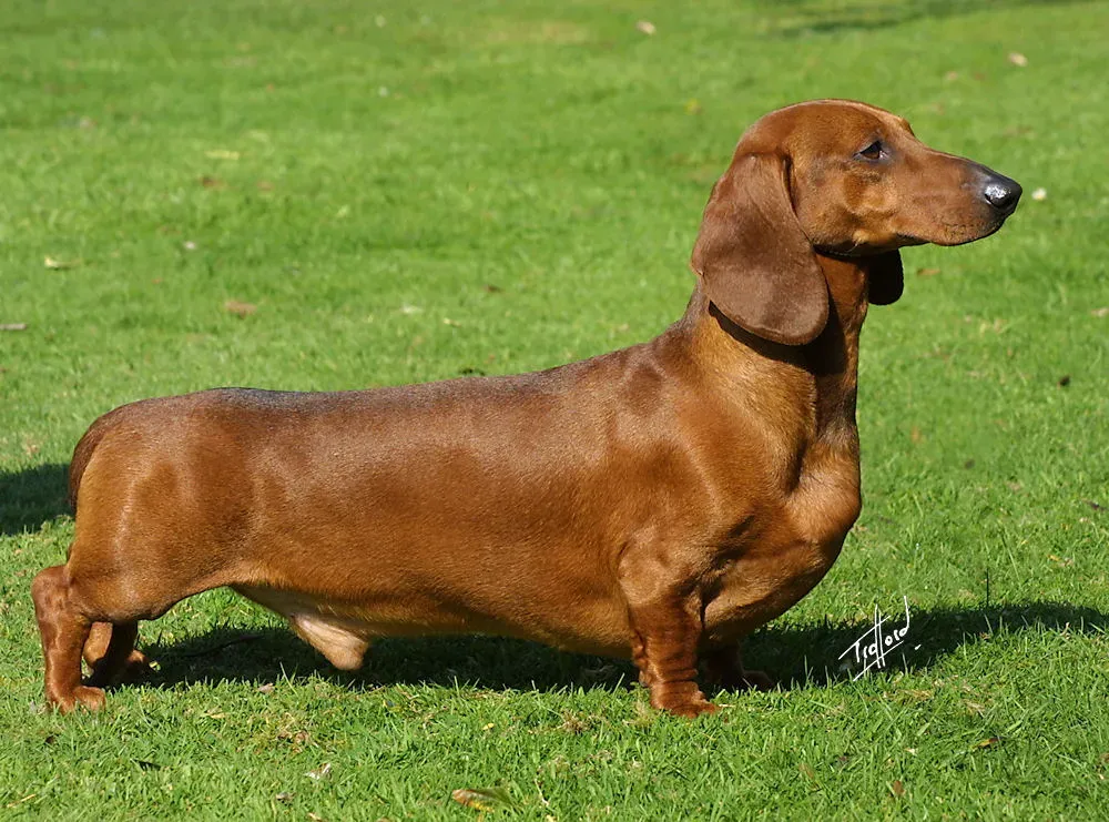 Smooth-coated red Dachshund standing on grass in side view