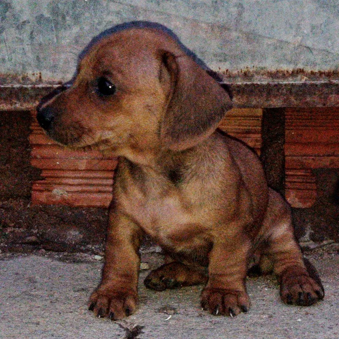 Red Dachshund puppy, 40 days old, head portrait