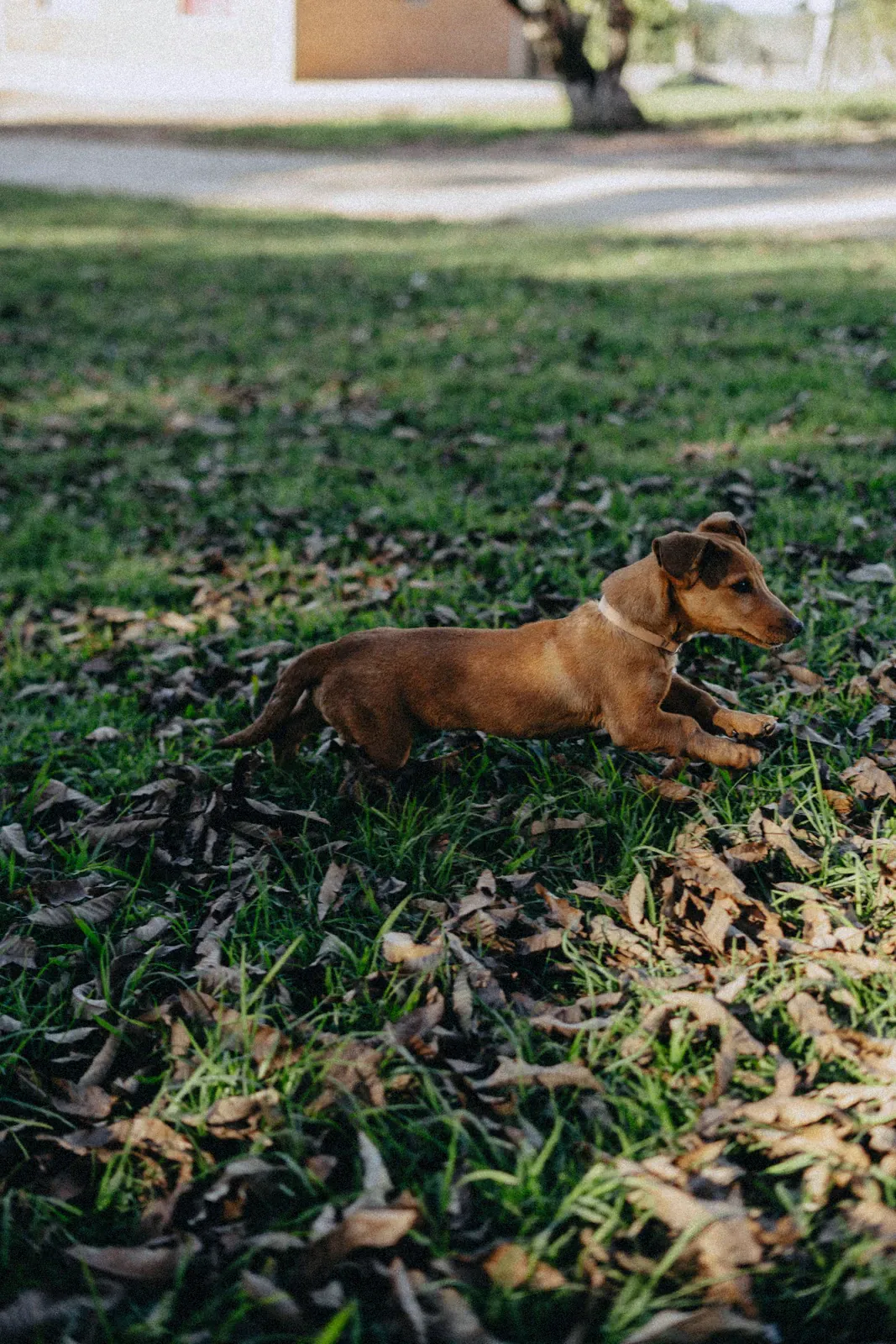 Dachshund puppy bounding across grass in a park