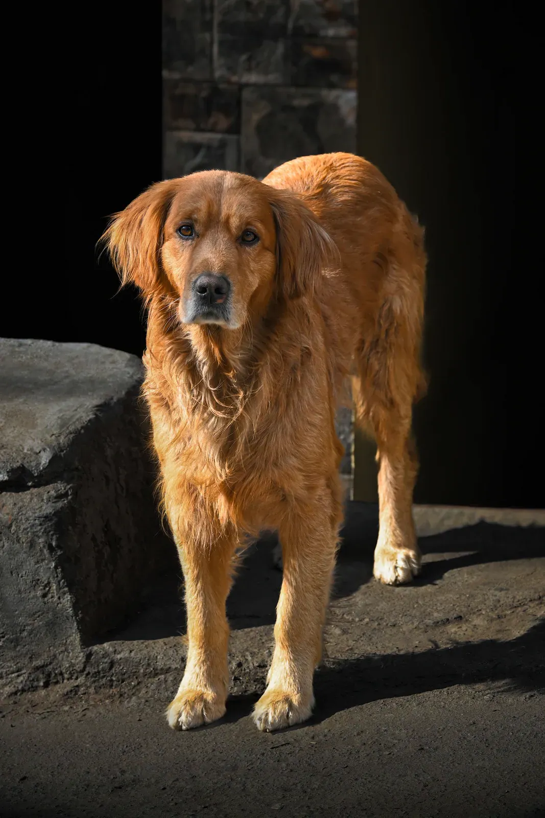 Dark golden Golden Retriever standing on a rock facing the camera