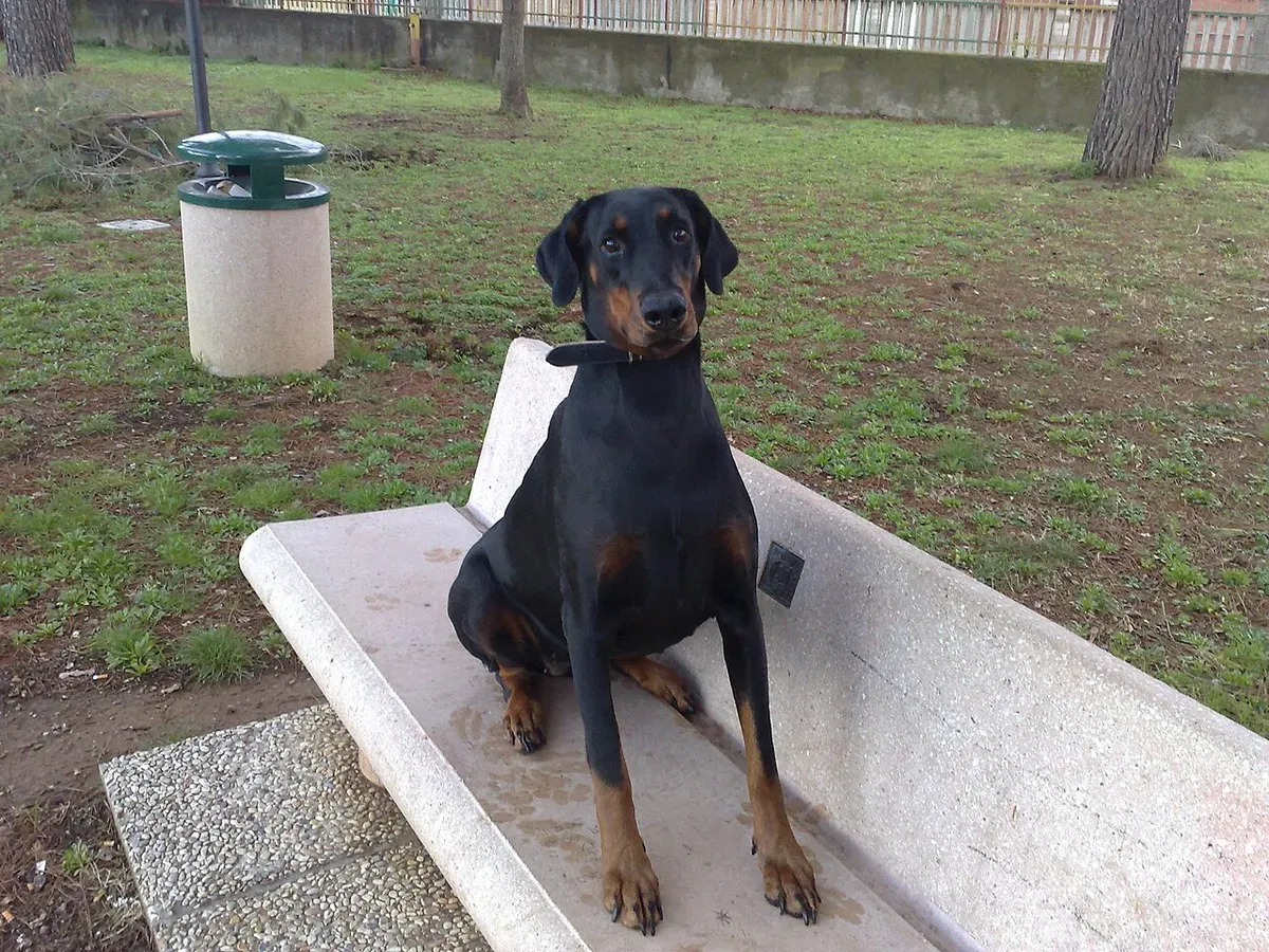 Dobermann