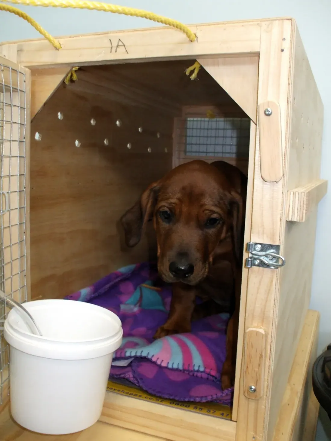 Red-brown dog resting on a blanket inside a wooden travel crate