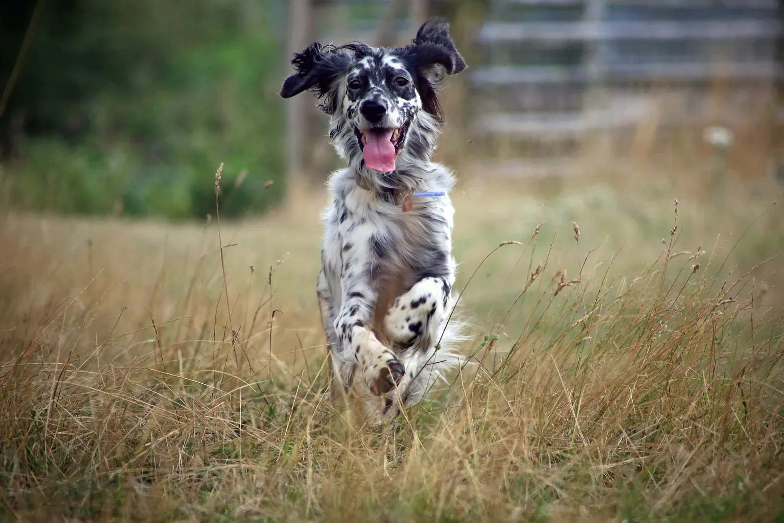 English Setter