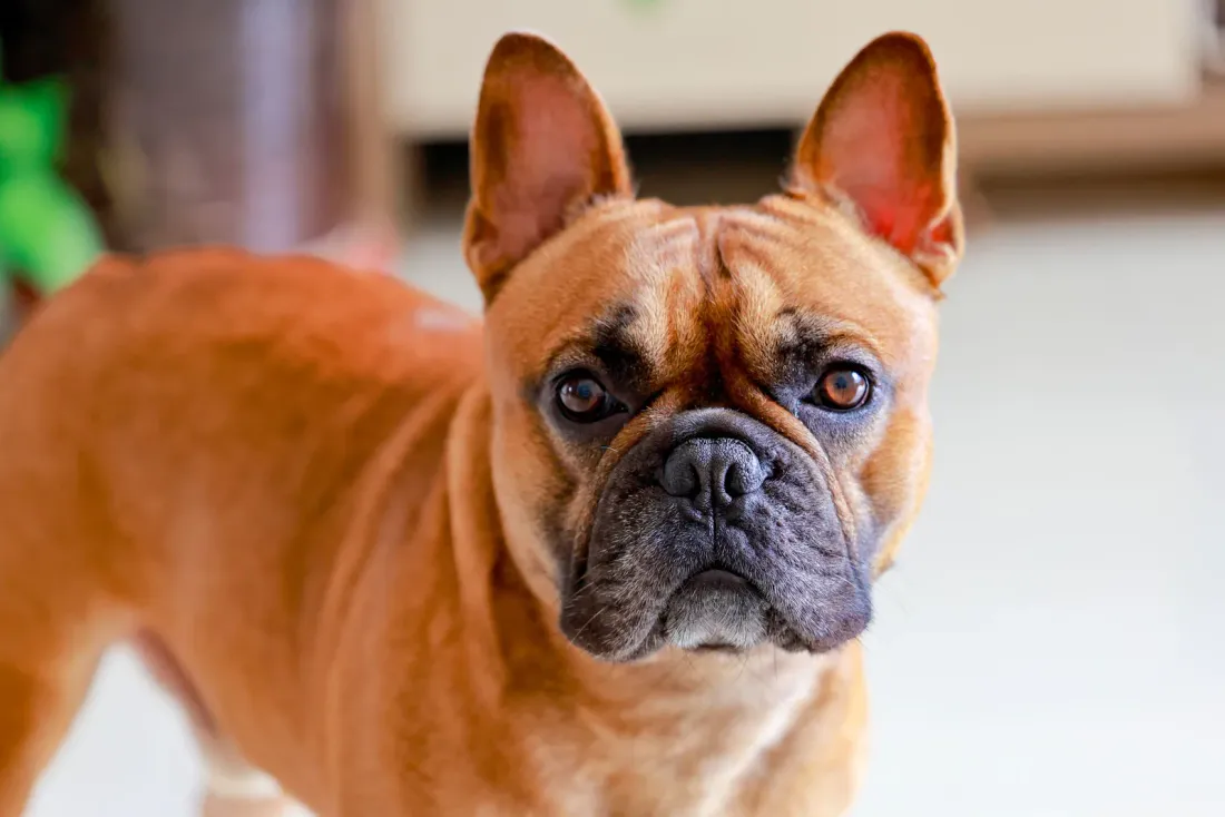 Fawn French Bulldog head portrait showing large upright bat ears and a dark mask