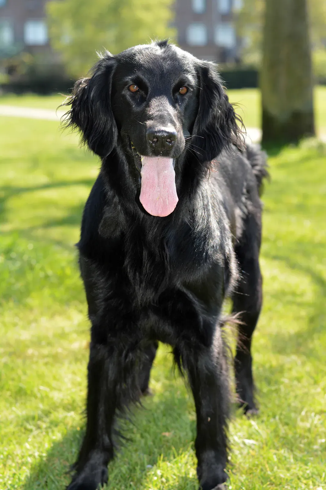 Black Flat-coated Retriever type dog standing on grass with tongue out