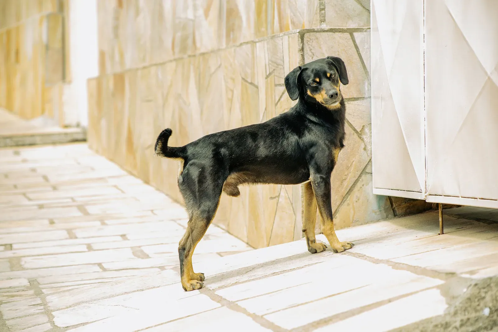 German Pinscher