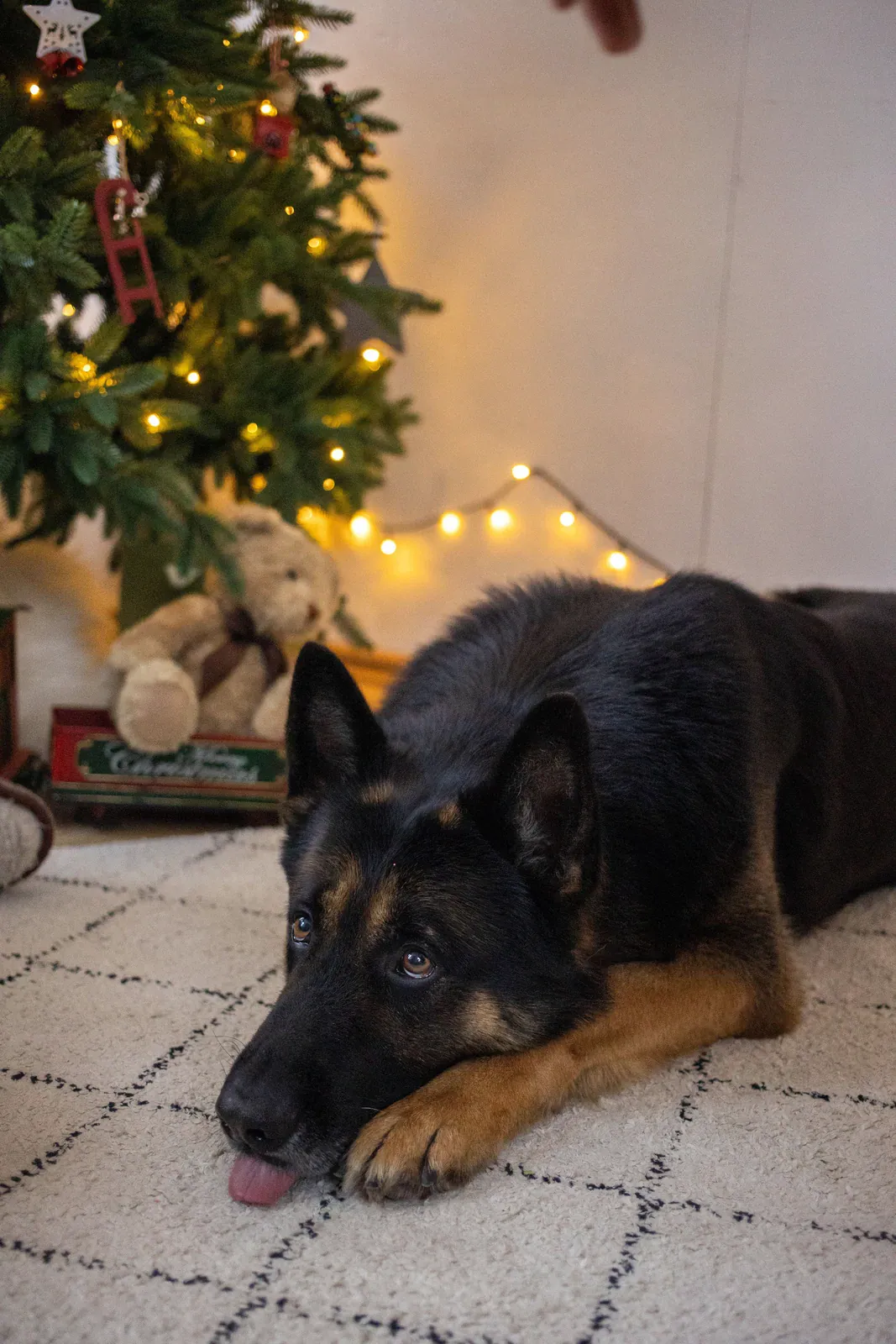 German Shepherd lying down on the floor at home