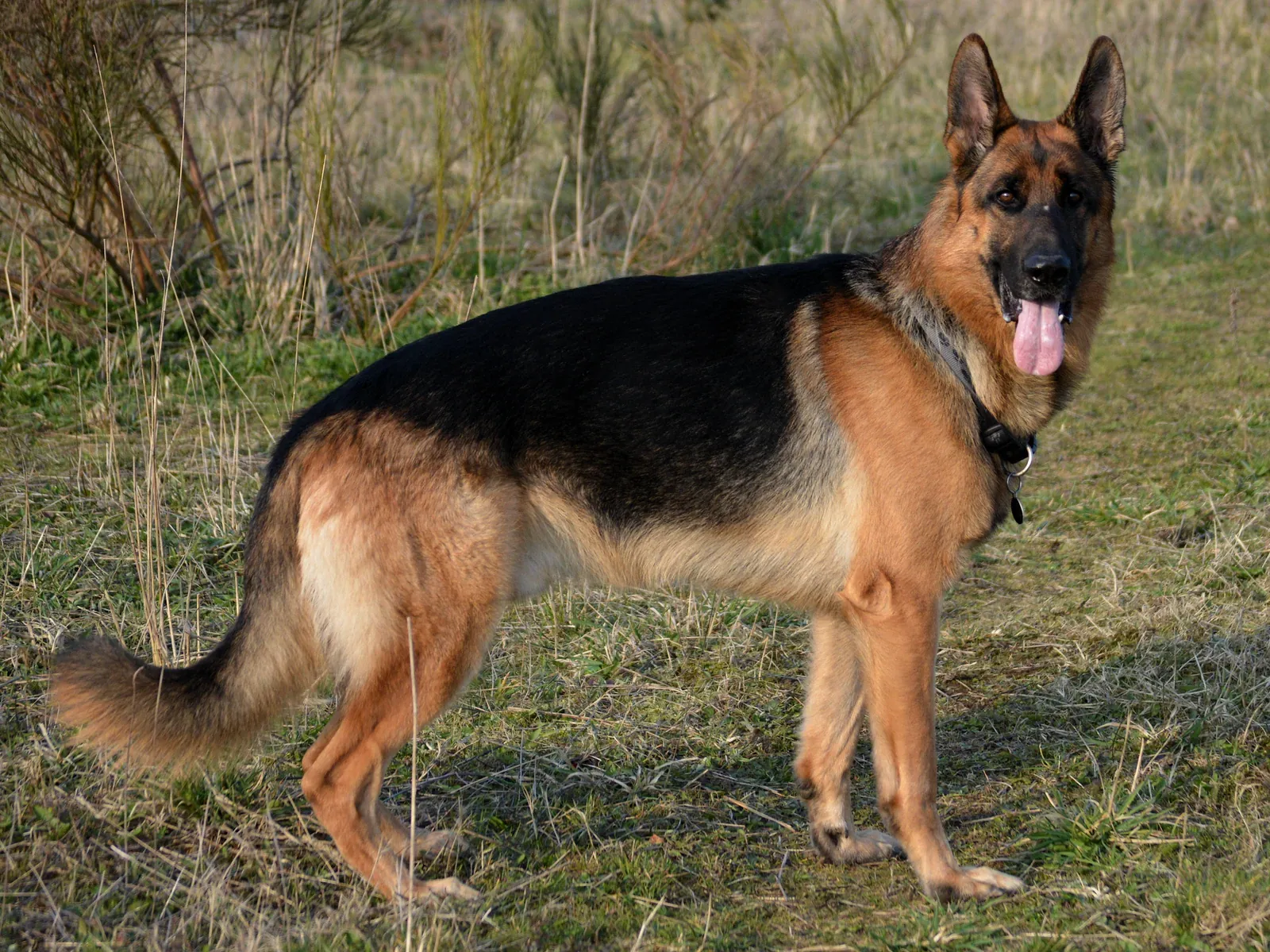 Black and tan German Shepherd standing alert, side view