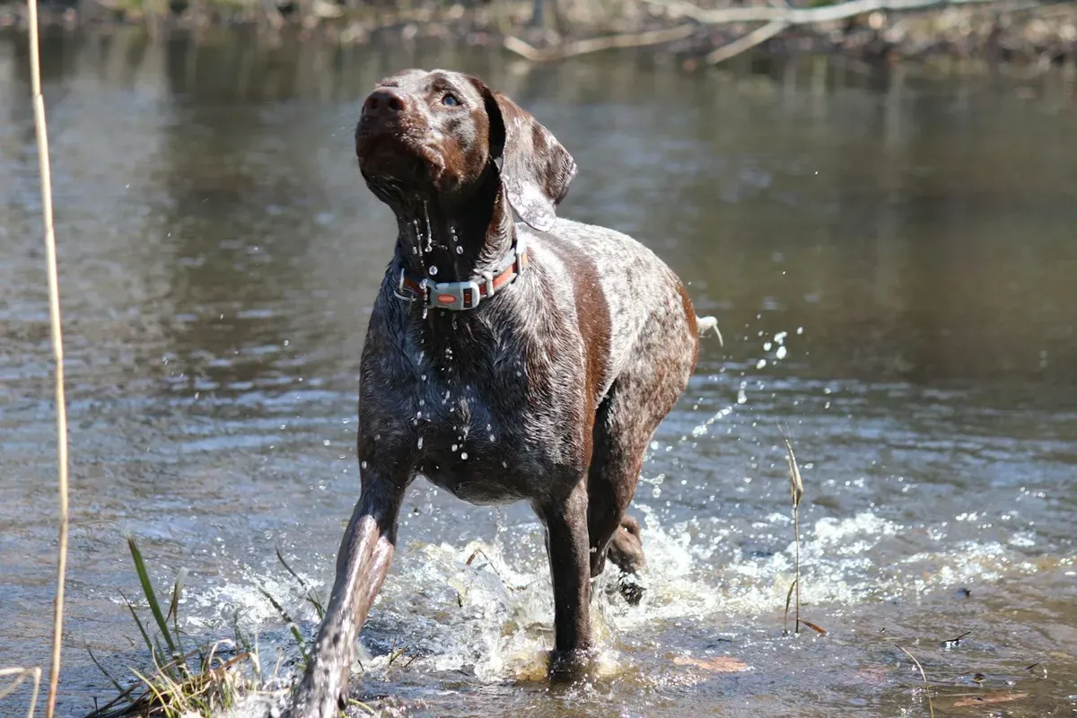 German Shorthaired Pointer