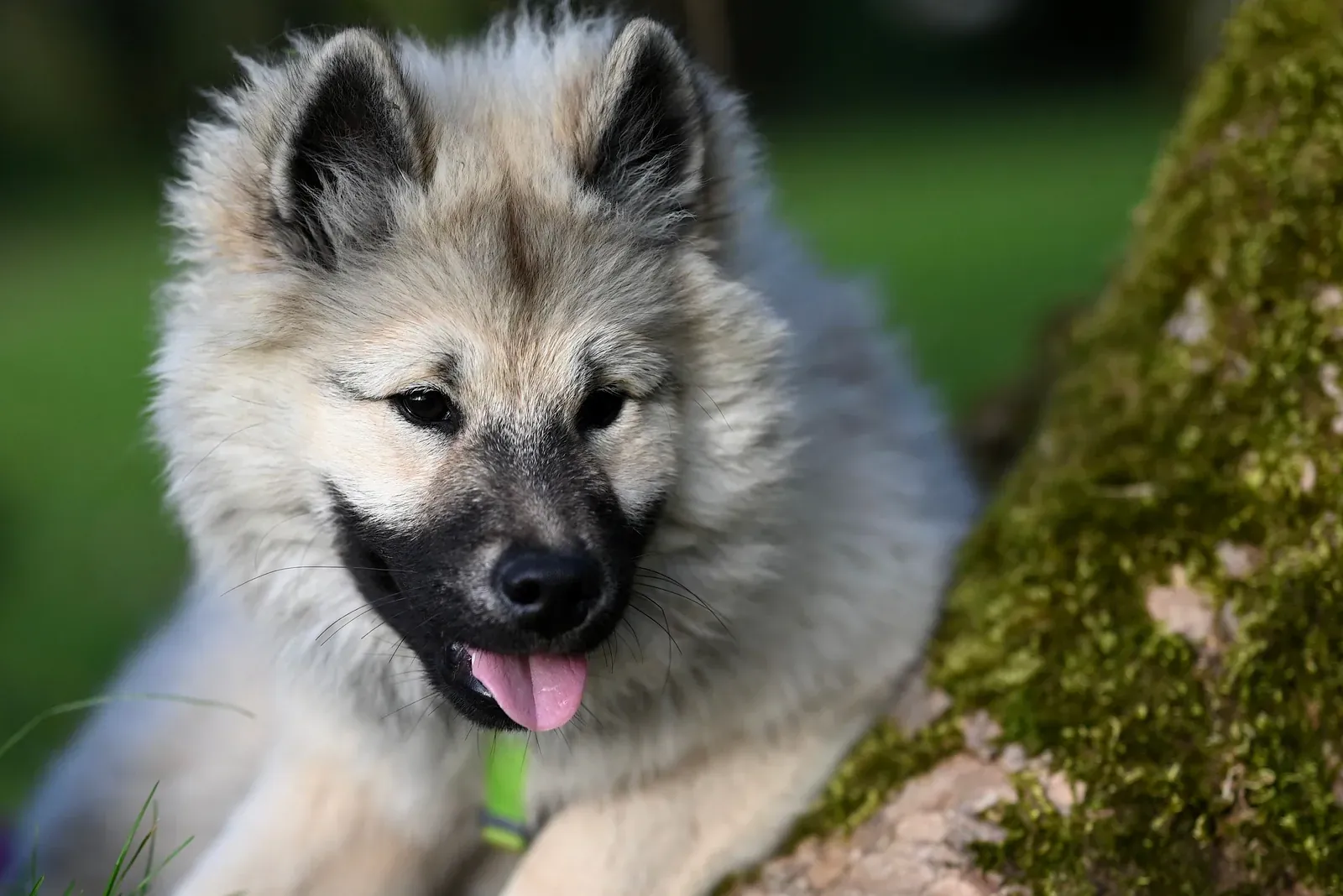 German Spitz