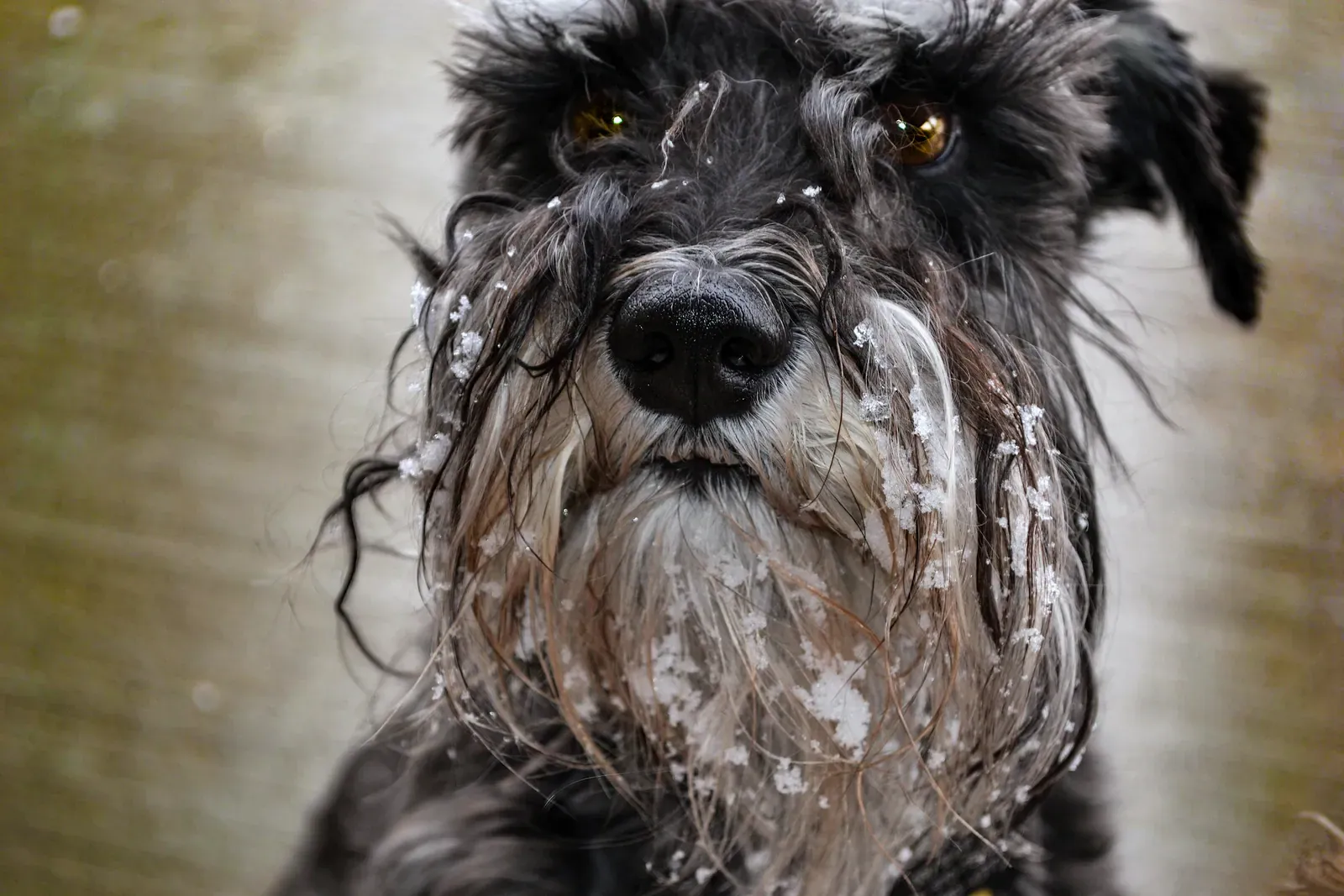 Giant Schnauzer