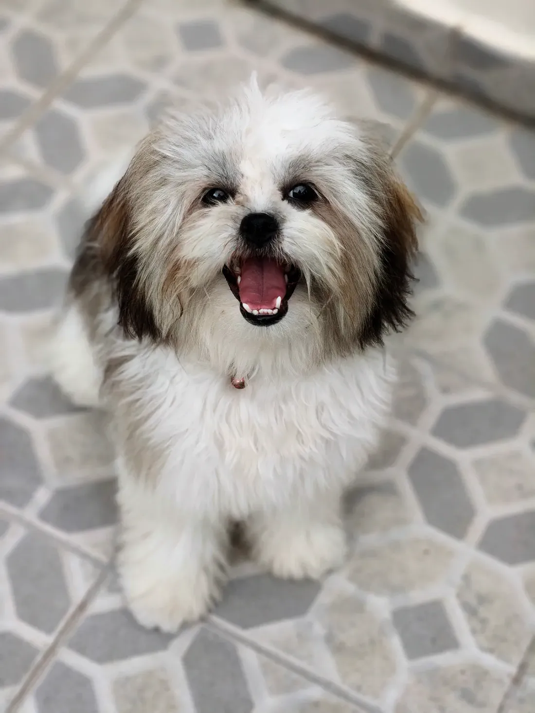 Gold and white Shih Tzu puppy on a light tiled floor