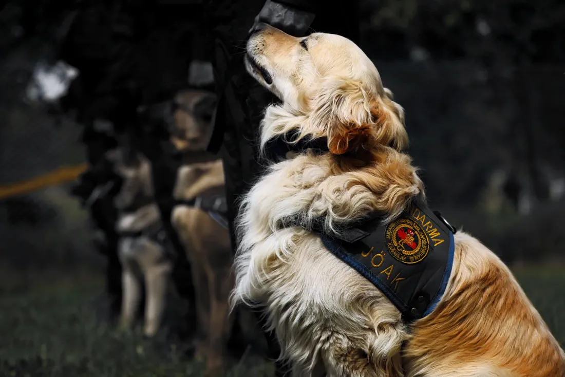 Golden Retriever in a working harness carrying a cloth bag