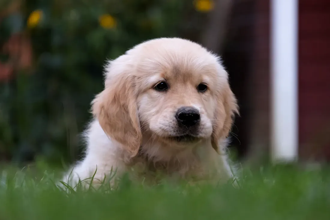 Golden Retriever puppy head portrait in long grass