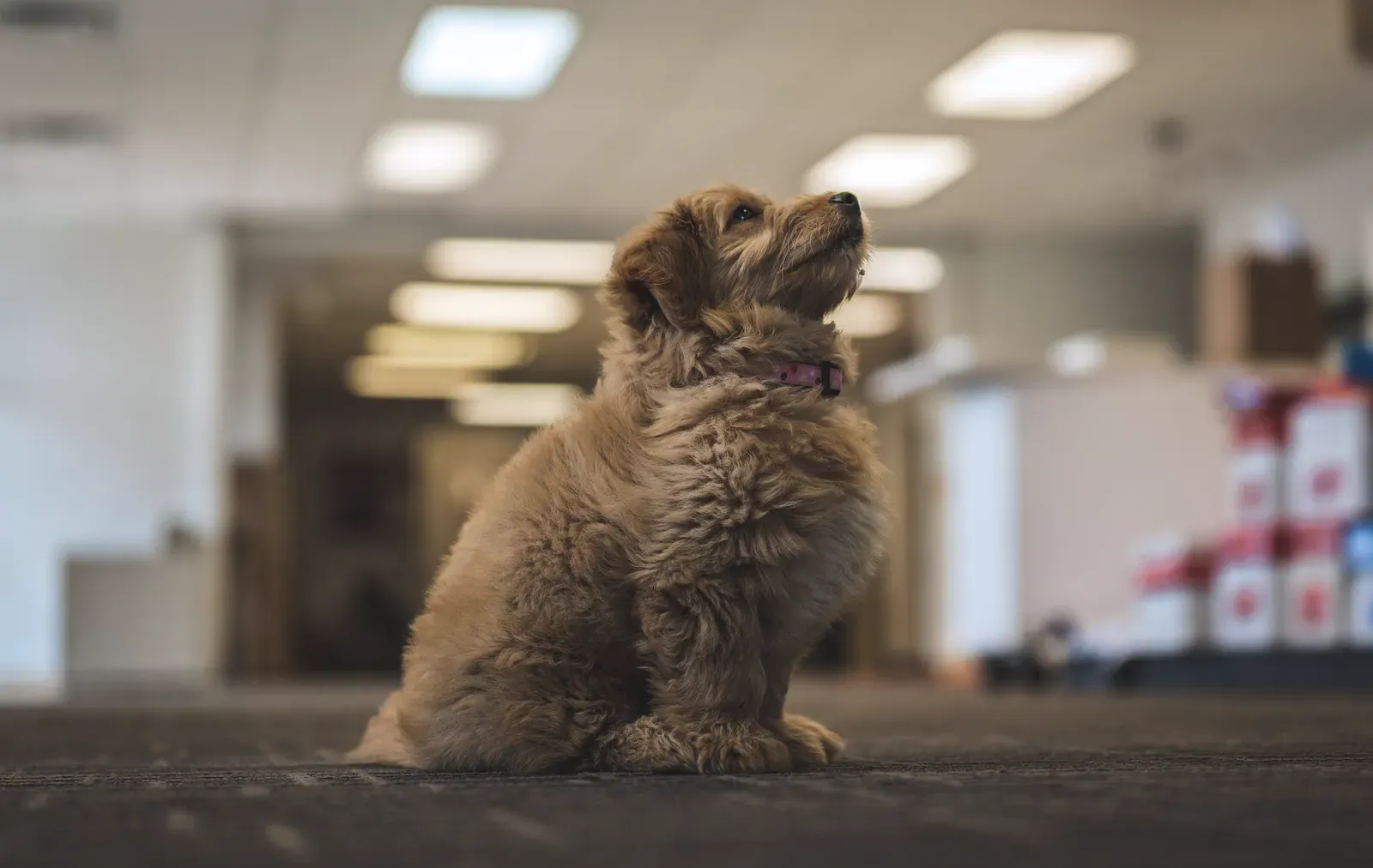 Goldendoodle