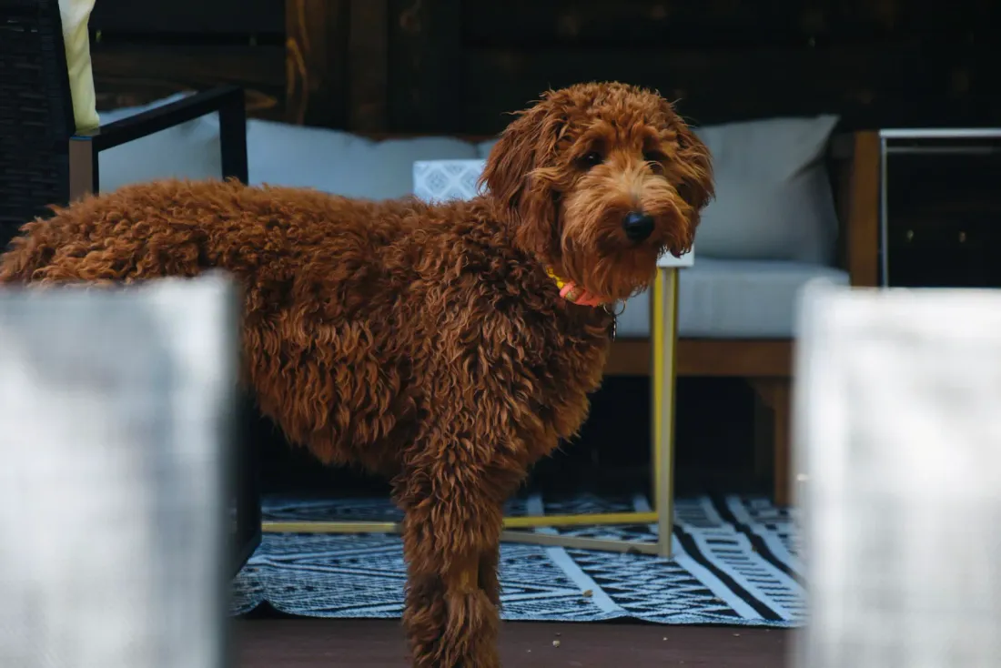 Red Goldendoodle standing in side view indoors
