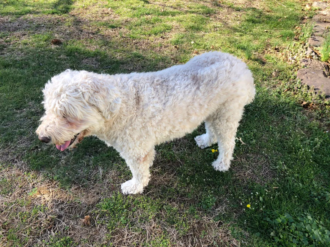 Cream Goldendoodle standing on a lawn